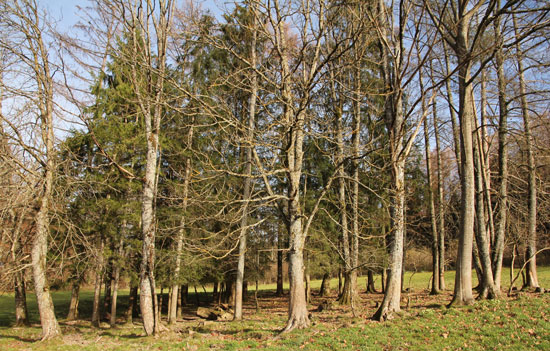 Ein von Wiese umgebenes Waldstück mit gleichmäßigem Aufwuchs der Bodenvegetation, der unter dem Baumbestand deutlich geringer ist.