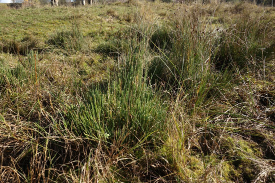 Im Bild sind befressene Binsenbüschel zu sehen; im Vergleich zur umgebenden Gras- und Krautvegetation, die bräunlich-gelb verfärbt ist, sind die Binsen noch frisch grün.