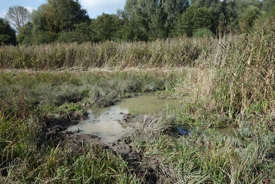 Im Vordergrund ist eine schlammige wassergefüllte kleine Wasserfläche zu sehen, umgeben von teilweise zertrampelten Binsen, im Hintergrund Schilfröhricht.