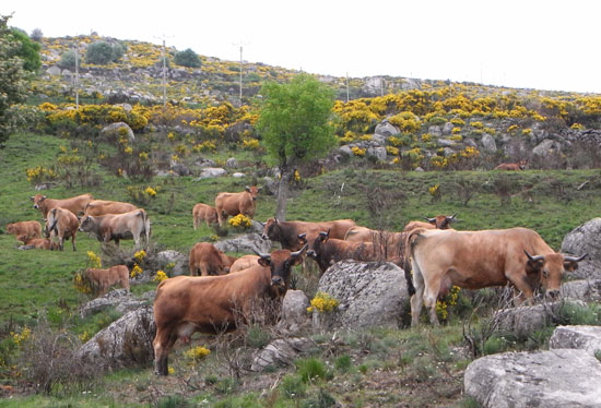 Eine Gruppe von Rindern steht aus einem felsendurchsetzten Rasen, der im Hintergrund durch gelb blühenden Ginster überdeckt wird.