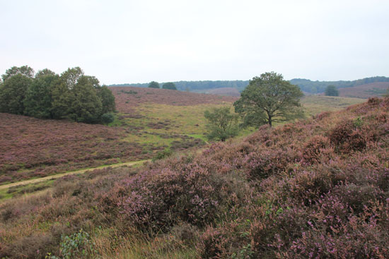 Leicht wellige Heide-Landschaft mit einigen eingestreuten Baumgruppen zur Vollblüte von Calluna vulgaris.