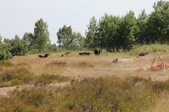 Heide-Landschaft mit Baumgruppen und offenen Bodenstellen, im hinteren Teil des Bildes stehende und liegende Rinder.