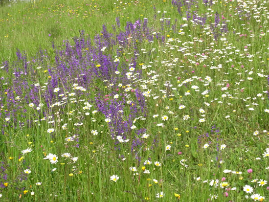 Blumenbunte Wiese mit zahlreichen violetten Salbeiblüten, weiß blühenden Margeriten, rosa blühendem Klee und verschiedenen gelben Blütenständen.