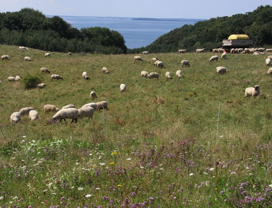 Eingezäunte Schafherde auf einem von nunmehr wenigen Blüten besetzten Trockenrasen. Im Vordergrund zahlreiche weiße, gelbe und violette Blütenstände, die außerhalb der eingezäunten Fläche stehen. Im Hintergrund sind Laubbäume und Sträucher sowie ein See zu sehen.