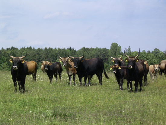 Schwarze und braune Heckrinder mit langen Hörnern und gelben Ohrmarken inmitten einer Wiese mit weißen Blütenständen. Im Hintergrund Bäume und Sträucher.