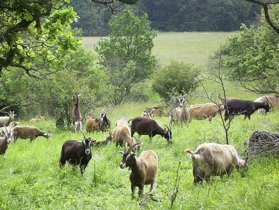 Wiese mit Bäumen und Sträuchern auf der zahlreiche hell- und dunkelbraune Ziegen weiden. Eine Ziege frisst auf den Hinterbeinen stehend an einem Strauch. Im Hintergrund eine strauchfreie Wiesenfläche, an einen dichten Baumbestand angrenzend.