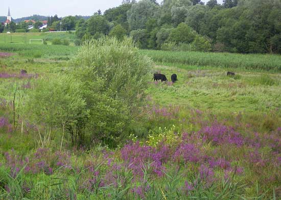 Blick auf eine beweidete Fläche mit violett und gelb blühenden Hochstauden sowie zwei Weiden-Sträuchern im Vordergrund. Im Hintergrund sind vier schwarze, grasende Rinder zu sehen. Die Fläche grenzt nach hinten an ein Maisfeld. Im Hintergrund ist ein Wald, ein Fußballplatz und ein Dorf zu sehen.