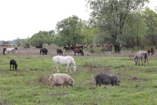 Gemeinsam weiden Schweine und Pferde auf einer grünen Wiese mit stellenweise braunen Altpflanzen-Beständen. Im Hintergrund sind zahlreiche Bäume zu sehen.