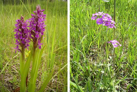Links zwei dichte purpurrote Blütenstände des Knabenkrauts. Rechts eine doldige, violett blühende Mehlprimel.