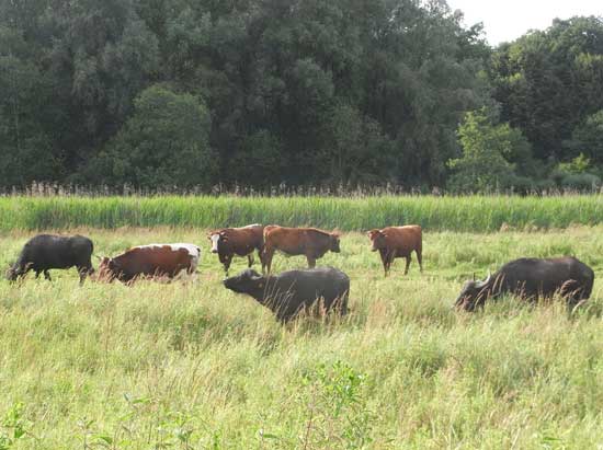 Braune Rinder und schwarze Wasserbüffel weiden zusammen auf einer langgrasigen grünen Fläche. Im Hintergrund ist ein hochgewachsener ausgezäunter Bereich und Wald zu sehen.