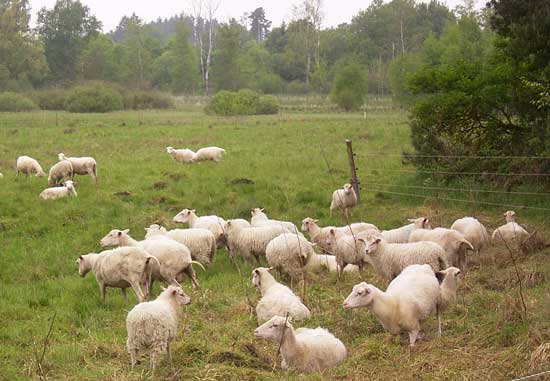 Eine kleine Gruppe Schafe weidet auf einer Wiese, die an einen ausgezäunten Bereich mit Gehölzen grenzt. Im Hintergrund sind Sträucher und hohe Bäume, unter anderem Birken mit der charakteristischen weißen Rinde zu sehen.