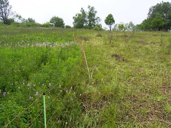 Zwei Bereiche werden durch einen Zaun abgegrenzt. Links eine hohe Wiese mit rosa blühenden Hochstauden. Links eine abgegraste Fläche mit vereinzelt kleinen Gehölzen.