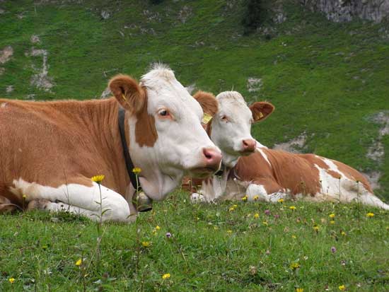Nahaufnahme von zwei braun gefleckten Rindern, die auf einer Bergwiese liegen. Im Vordergrund gelbe und rosa Blüten. Im Hintergrund ein Berghang mit stellenweise freiliegendem Gestein.