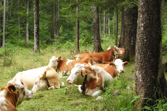 In einem Hochwald, der von Fichten dominiert wird, lagern auf einer grasigen Lichtung mehrere Rinder der Rasse Fleckvieh.