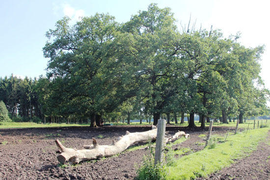 Auf einer Weidefläche unter großen Altbäumen ist die Grasnarbe flächendeckend stark durch Tritt geschädigt. Im vorderen Bildbereich kurz nach dem Weidezaun ist in weiten Teilen offener Boden zu sehen, im hinteren Bereich erscheint die Grasnarbe noch intakt.