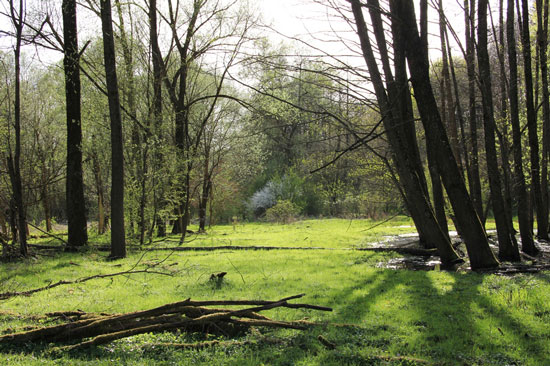 Im Frühjahr erkennt man in diesem Auwald an lichteren Stellen einen flächigen Aufwuchs von Gräsern und Kräutern in zartem Hellgrün.