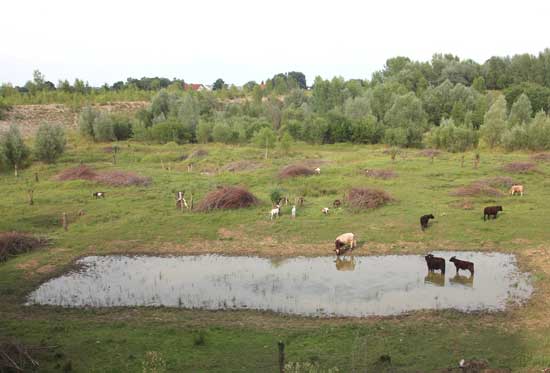 Auf einer sehr strukturreichen Fläche stehen im Vordergrund Rinder an und in einem kleinen Flachgewässer in der Bildmitte gruppieren sich Rinder und Ziegen auf einer frisch entbuschten Grünfläche. Das Entbuschungsmaterial ist in Häufen auf der Fläche verteilt, im Hintergrund dichtes Gebüsch und Vorwald.