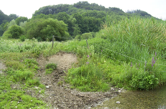 Bachufer des Jettenbachs, im Vordergrund vereinzelte Gräser und Stauden, überwiegend jedoch offene kiesdurchsetzte Bodenstellen, Übergang in eine klare Flachwasserzone, in der der Grund erkennbar ist, im Hintergrund verläuft der Weidezaun, hinter dem Weidezaun hohes Schilfröhricht.