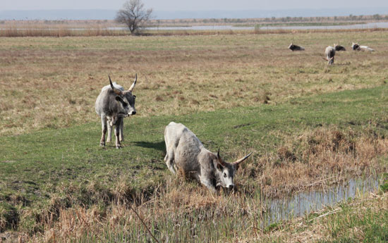Ebene Weidefläche mit Ungarischen Steppenrindern, im Hintergrund ist ein See erkennbar, im Vordergrund durchzieht ein wassergefüllter Graben die Fläche. Ein Rind ist bis zur Brust in den Graben eingesunken und droht abzurutschen.