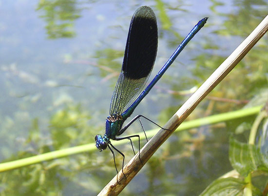 Im Hintergrund ist ein Gewässer zu sehen, im Vordergrund sitzt auf einem einzelnen Stängel eine Prachtlibelle. Sie ist charakteristisch leuchtend blau gefärbt, die Flügel sind im vorderen Teil filigran durchsichtig, im hinteren Teil dunkel eingefärbt.