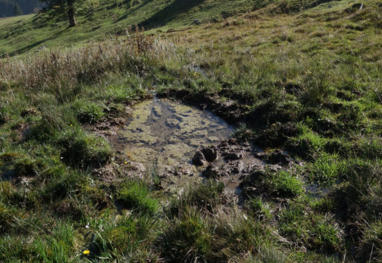 Almweide, im Vordergrund stark zertretener nasser Bereich, der fast vegetationsfrei ist. In der Mitte dieser Kleinfläche steht Wasser, auf dem sich Algen gebildet haben.