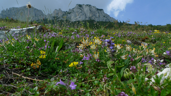 Auf einer Wiese sind viele unterschiedliche Blumen zu sehen. Im Hintergrund ragt ein Gebirge in die Höhe.