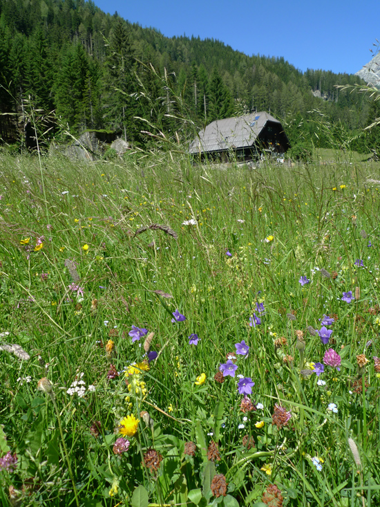 Im Vordergrund des Bildes sieht man verschiedene Blumen wie Hahnenfuß, Glockenblume, Klee oder Löwenzahn und hochwachsende Gräser. Dahinter ist ein Haus vor einem Wald zu sehen. Der Himmel ist strahlend blau.