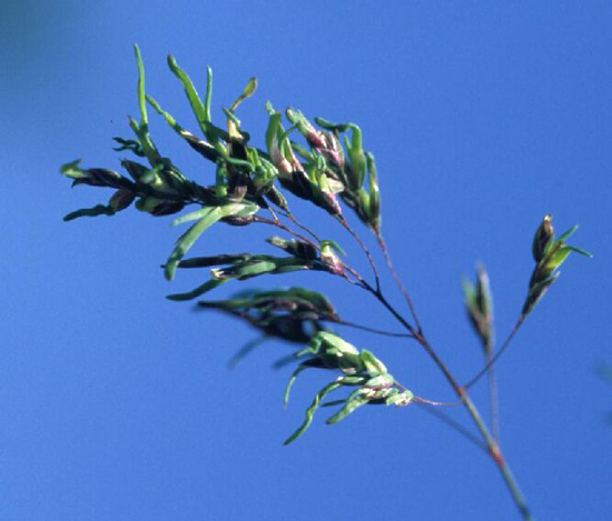 Vor kräftig blauem Himmel ist ein Halm Alpenrispengras zu sehen.