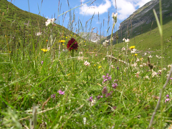 Blick auf eine Wiese mit weißen, gelben und violetten Blumen, dazwischen eine einzelne rote Blume. Links und rechts steigt die Wiese steil nach oben, hinten sieht man einen Berg.