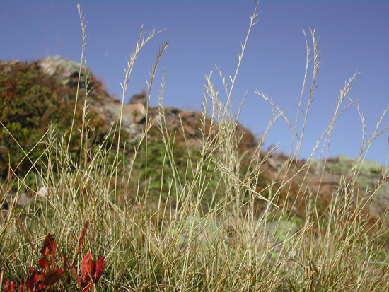 Man sieht viele helle Halme des Borstgrases und links davon ein paar rote Blumen. Im verschwommenen Hintergrund sieht man Berge und blauen Himmel.