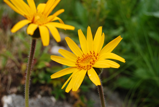 Zwei gelbe Arnikablüten vor einem grünen Hintergrund.