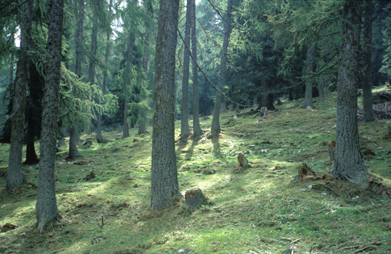 Auf grasbedecktem Waldboden wachsen lückig mehrere Bäume, dazwischen fällt das Licht von oben ein.