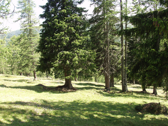 Auf einer abschüssigen Wiese stehen mehrere einzelne Nadelbäume in Gruppen.