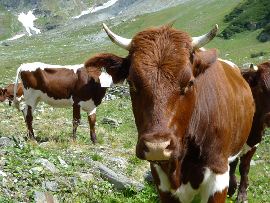 Weiß-braune Pinzgauer Kühe stehen auf einer Almweide. Eine Kuh mit Hörnern ist von vorne zu sehen.