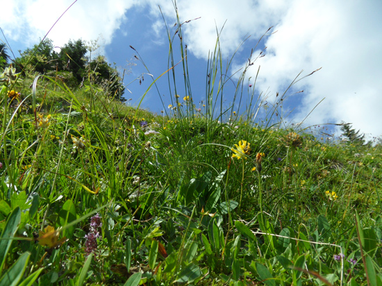 Man sieht von unten auf eine ansteigende Wiese, darauf sind viele Kräuter, Gräser und Blumen zu sehen.