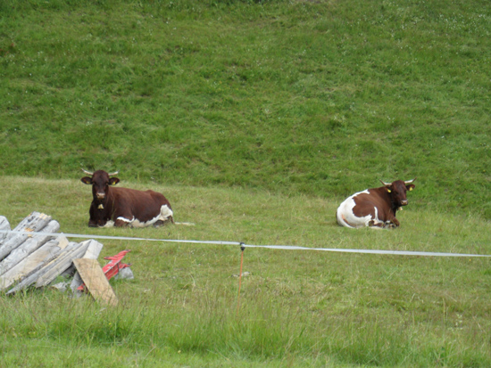 Hinter einem elektrischen Zaun liegen zwei Kühe auf einer Wiese. Links im Bild sind mehrere, auf der Wiese liegende Holzpfähle zu sehen.