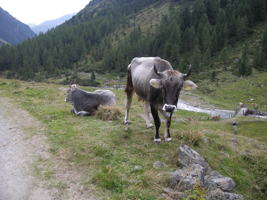 Auf einem Stück Wiese sind zwei Kühe zu sehen. Eine Kuh liegt und dreht den Kopf nach hinten, vor ihr steht eine Kuh und blickt nach vorne in die Kamera. Links neben den Kühen verläuft ein Weg. Rechts neigt sich die Wiese nach unten einem Bach zu, über den eine Brücke führt. Hinter dem Bach steigt die Wiese wieder nach oben und geht in einen Wald über.