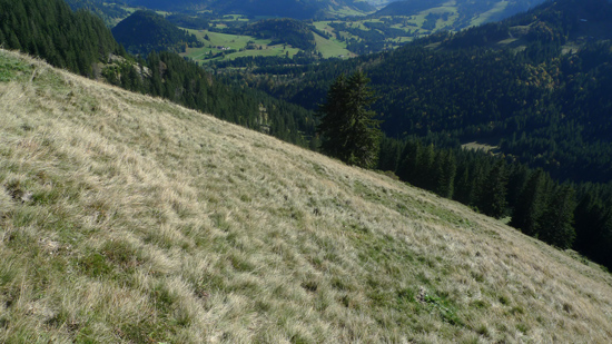 Blick von einem Abhang hinunter ins Tal. Auf der Weide wächst dichtes Borstgras.