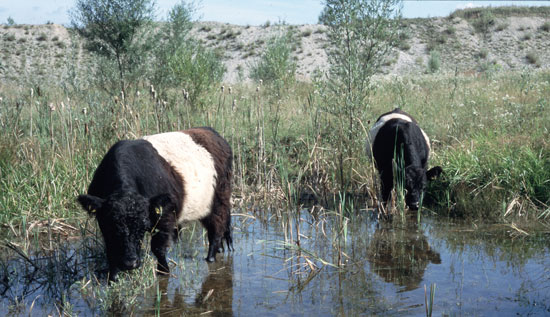 Im Vordergrund stehen zwei Galloway-Rinder in flachem Wasser und fressen den Röhrichtbewuchs; im Hintergrund ist der Übergang zum trockenen Rand der Kiesgrube erkennbar mit lückigem Vegetationsbestand und einzelnen Bäumen.