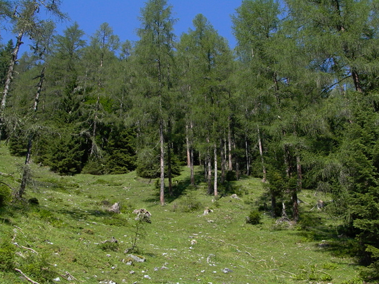 Blick hinauf auf eine Weide, dahinter beginnt der Wald. Vorne wachsen die Bäume lückiger und werden nach hinten immer dichter.