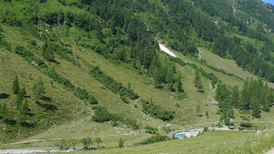 Auf einem Berghang steht eine größtenteils baumfreie Weide. Zwei Baumreihen reichen vom Tal hinauf.