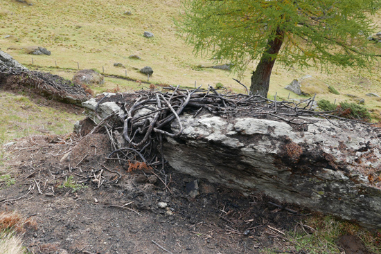 Auf einem großen Stein liegen die Reste von verbrannten Ästen. Dahinter steht ein Wacholderbaum.