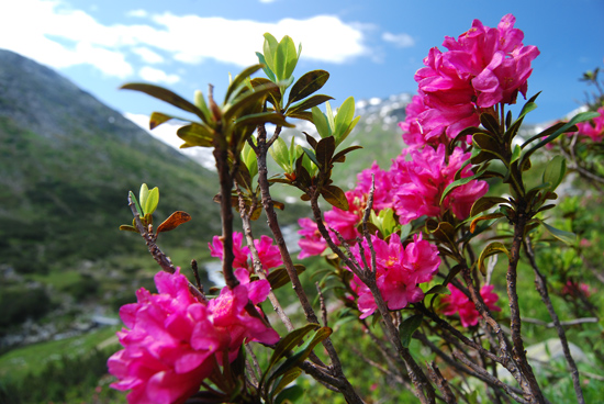 Pinke Blüten der Alpenrose sind vor dem Hintergrund einer Weidelandschaft zu sehen.