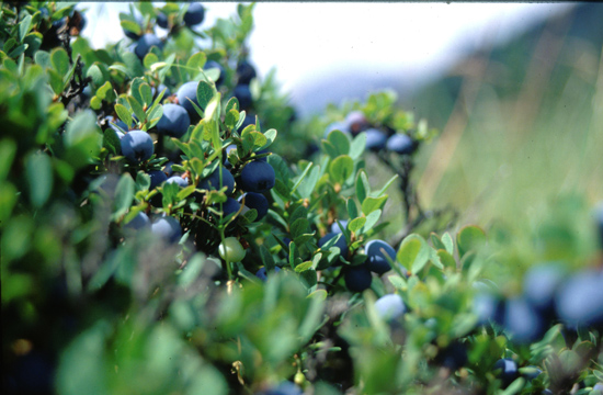 Makroaufnahme einer Heidelbeerstrauches. Zwischen grünen Blättern sind die blauen Früchte zu sehen.