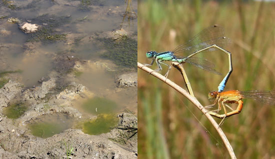 Eine fast vegetationsfreie stark zertrampelte Flachwasserzone. Das Wasser ist trüb, Algen sind erkennbar. In der Nahaufnahme sind auf einem Stängel zwei Kleine Pechlibellen (Ischnura pumilio) bei der Paarung zu sehen.