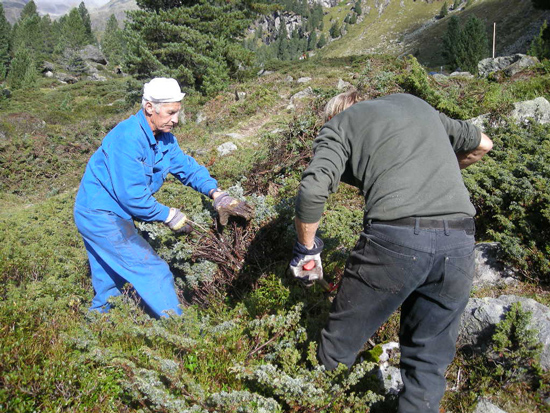 Zwei Männer beim zurückschneiden von Zwergwacholder. Ein Mann in blauem Overall hält die Büsche zurück, während ein anderer Mann mit einer großen Astschere die Sträucher bodennah abschneidet.