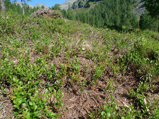 Auf einer Weide wachsen vorwiegend kleine Sträucher aber kein Gras oder Kräuter.