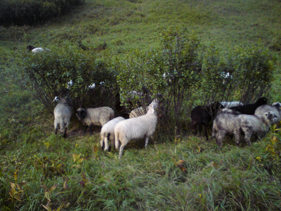 Mehrere Schafe zwischen drei Grünerlen. Die Tiere fressen die Blätter der Erlen.