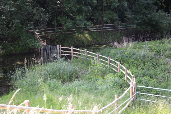 Eine fast vegetationsfreie stark zertrampelte Flachwasserzone. Das Wasser ist trüb, Algen sind erkennbar. In der Nahaufnahme sind auf einem Stängel zwei Kleine Pechlibellen (Ischnura pumilio) bei der Paarung zu sehen.