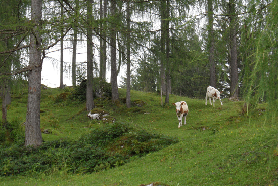 Auf einer Weide stehen einige Lärchen mit hohen Stämmen. Der Boden ist fast komplett frei. Zwei Kühe beweiden die Fläche.